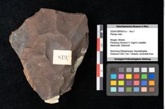 Foto (Objekt + Etikett) von Plantae indet. (NHMW-GEO-2024-0188-0819a)